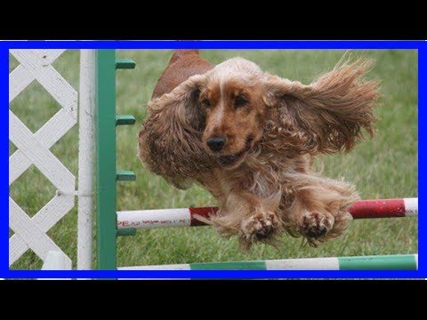 Video: Wie man Bandwürmer bei Hunden verhindert