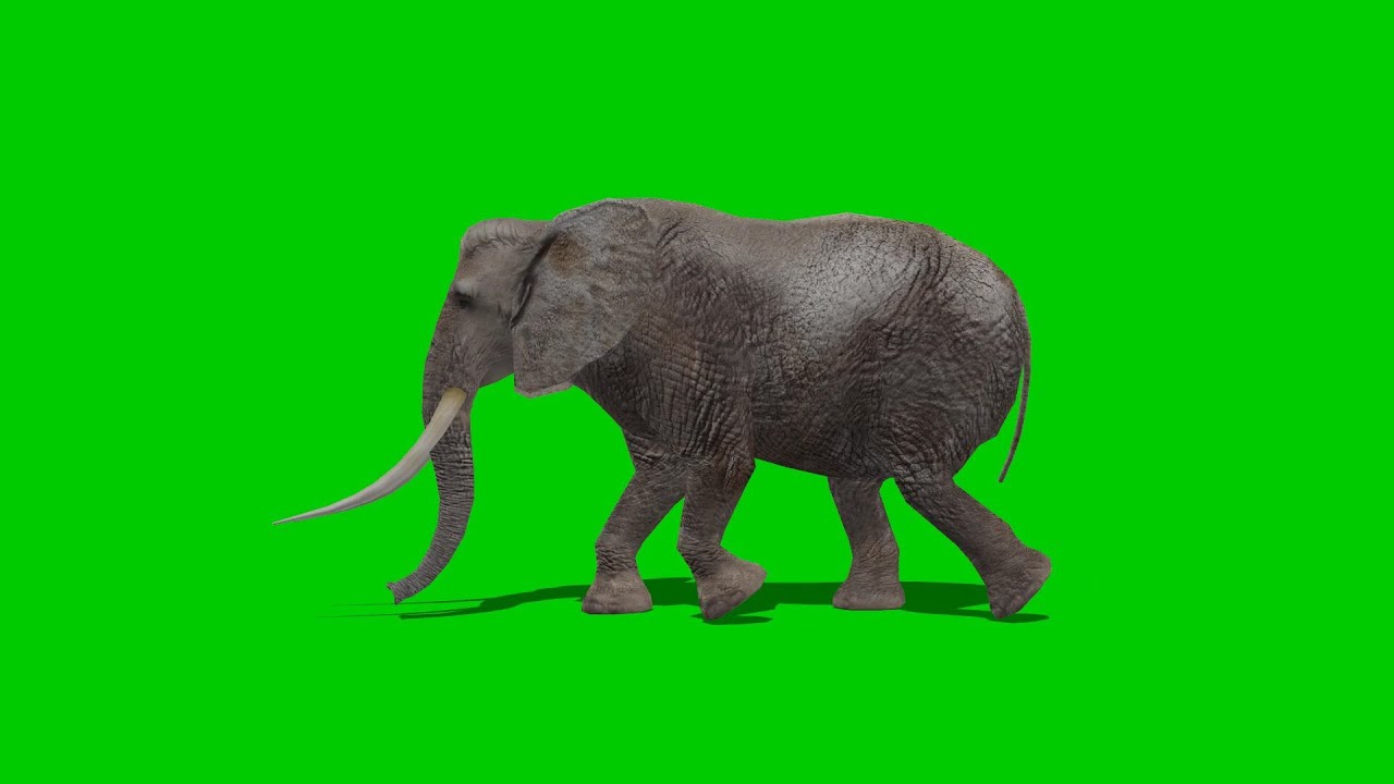 elephant walking - green screen 1 - YouTube