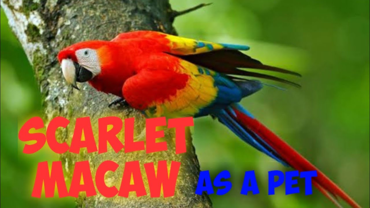 scarlet macaw as a pet temperament care diet price in india
