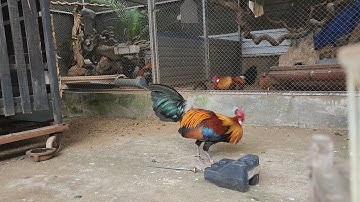 Nhân Giống- Bảo Tồn- Sinh Sản Gà Rừng Rặc Thuần Chủng | Cao Phong