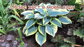 Hosta garden tour. May 24, 2026.