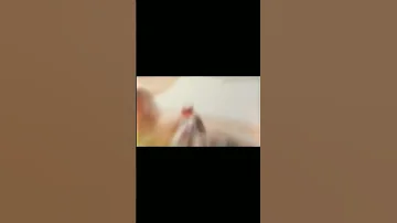Öldürdüm Çiçeğimi Pubg Pubgmobile Edit 