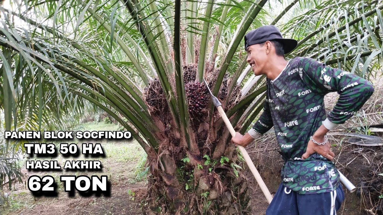 Panen Hari Akhir BLOK SOCFINDO LAME MIX YANGAMBI | TM3 50 HA 62 TON