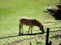 UrbAnimals no Parque - Zoológico de São Paulo parte 2