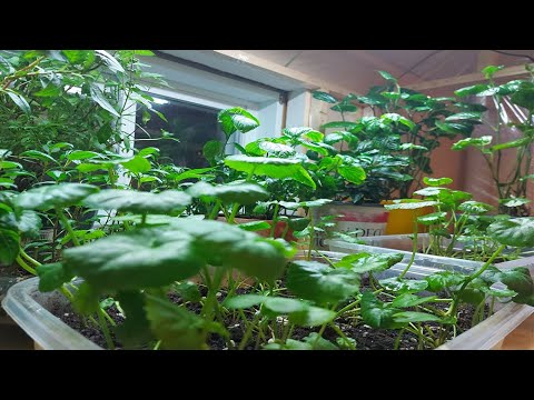Video: Khu Vườn Mini Vitamin Mùa đông Trong Căn Hộ
