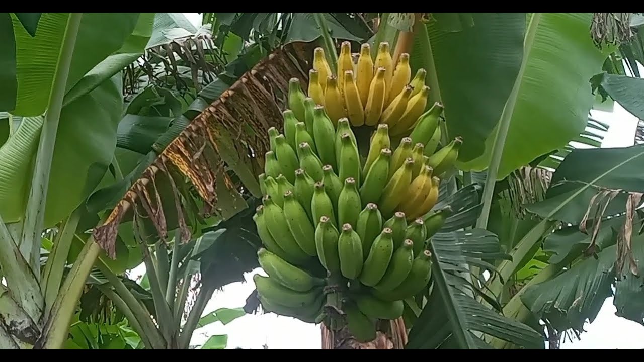 As bananas estão madurecendo !