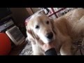 cocoちゃんの感触