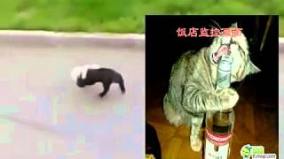 某S解说警察追捕现场 血腥暴力！360p H 264 AAC