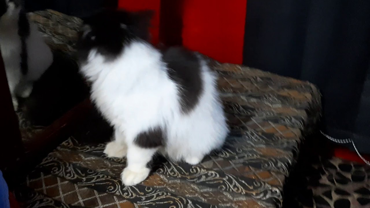 tk Persian cats coimbatore YouTube