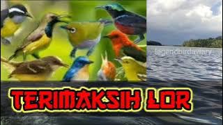 MASTERAN BURCIL VARIASI || songbird-SUARA PIKAT MEWAH#bird #legend #kicaumania #burcil