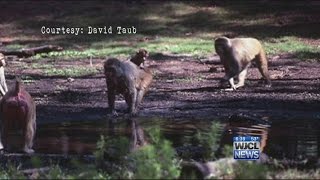 WJCL reveals the truth about Monkey Island