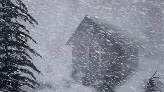 COLOSSAL ARCTIC BLIZZARD 2025 | Extreme Cold Wind \& Heavy Snowstorm Sounds for Sleeping \& Relaxation
