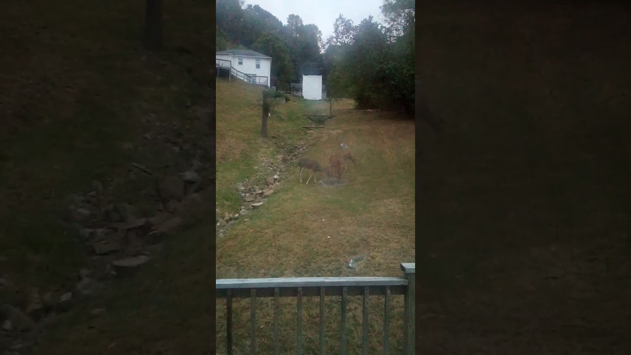 Deer eating sunflower seeds YouTube