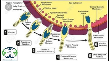 SVSC E-Learning Point: Fertilization and its types by Mr. Supreet Kadakol