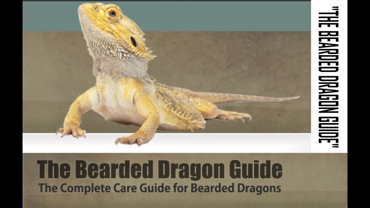 How To Care BEARDED DRAGON EATING Bearded Dragon Care Guide United