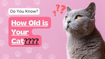 How to Estimate Your Cat