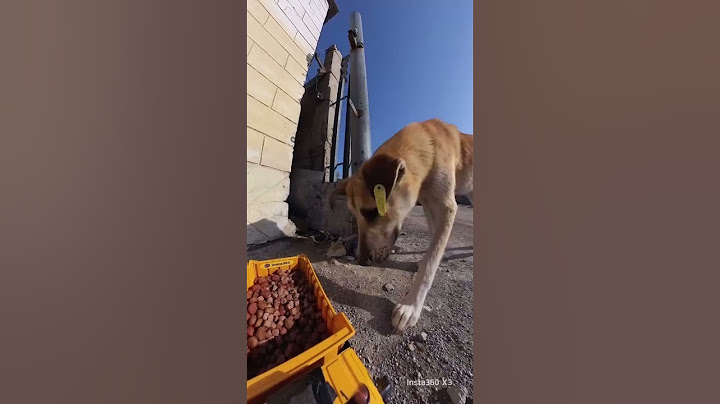 Dog food truck running quickly to pay attention to stray animals Dog daily life Wonderful animal
