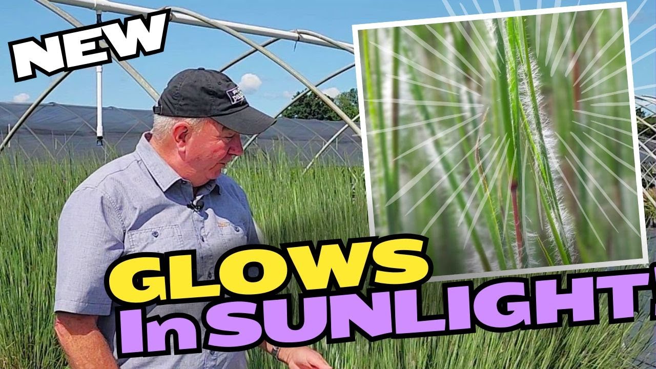 Little Bluestem Ha Ha Tonka - Exciting New Ornamental Grass that Glows! (Shorter Video Version)