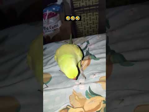 funny conversation between me and alex🦜😂😂 #funny #viral #shorts #youtubeshorts