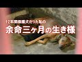 殺処分当日レスキューされた母犬の12年間の記録