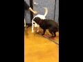 Puppy playtime at Petsmart Puppy playtime at Petsmart