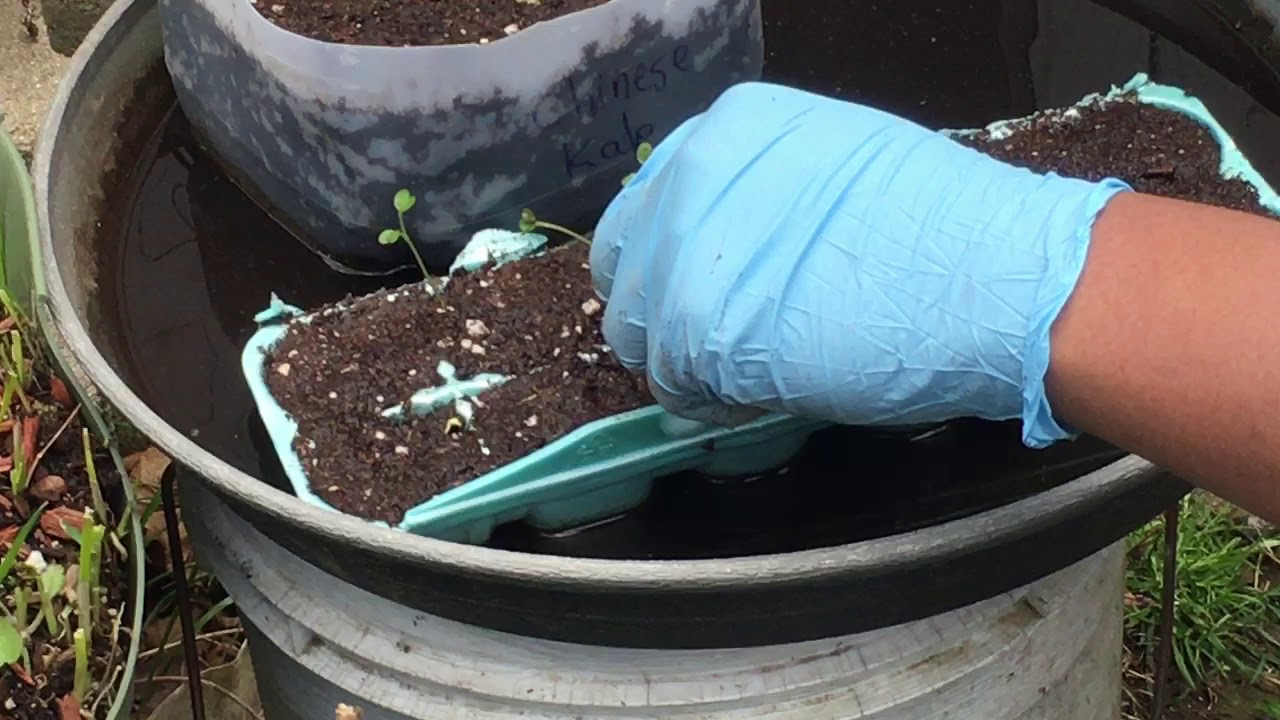 របៀបផ្ទេរកូនដើមខាត់ណាមកដាក់ក្នុងផើង How to grow Chinese kale seed to pots YouTube