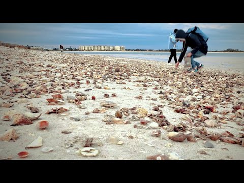 Extreme COLD Brings In PILES Of SHELLS To Pass A Grille Florida 