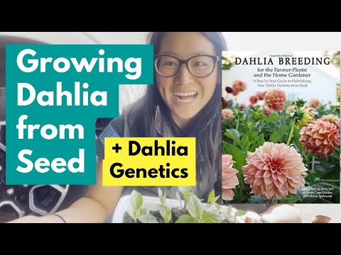 Video: Dahlias „baieți amuzanți”: fotografie, îngrijire și creștere din semințe