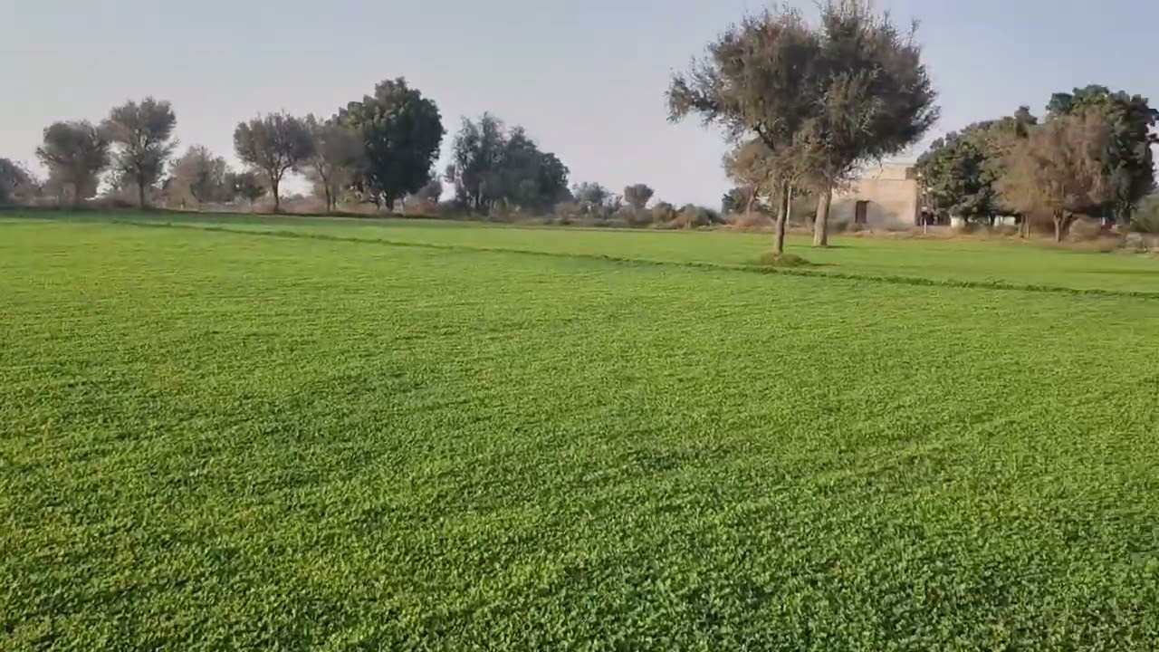 Kasturi pan methi ki harvester: Kasturi methi khet mein leti Hui Kasturi methi ki jankari