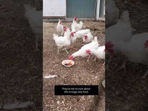 Rooster taste tests a new food for his hens