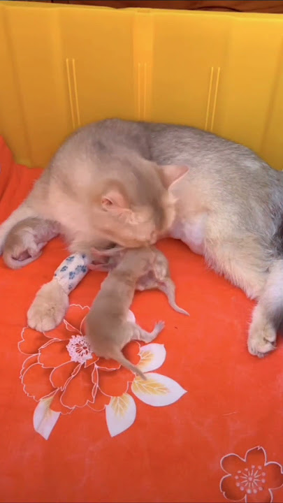 Cute cat mother and its baby