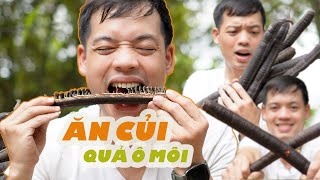 Kỳ lạ bó củi có thể ăn được | Quả ô môi có tác dụng gì?