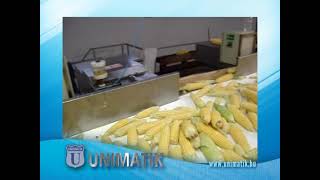 Sweet Corn processing line / Kukorica feldolgozó vonal