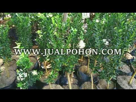 Ciptakan Kebun Produktif dengan Bibit Jeruk Brazil