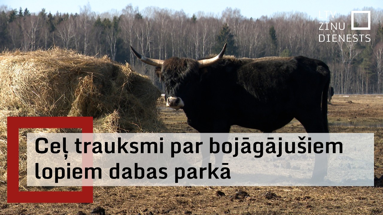 Ceļ trauksmi par vairāk nekā 40 bojā gājušiem dzīvniekiem Ķemeru Nacionālajā parkā