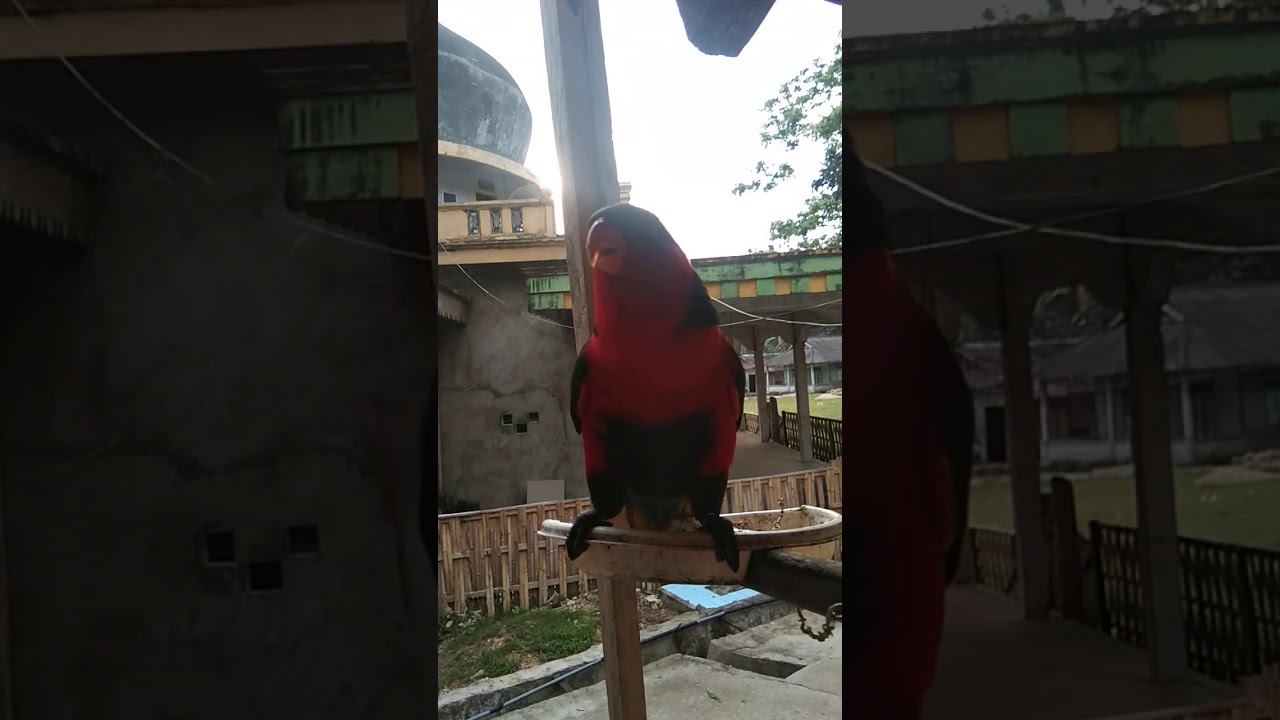 Teknik belajar burung nuri jadi pintar 