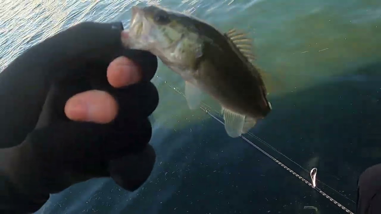 【旧彦根港】冬バス釣り収め