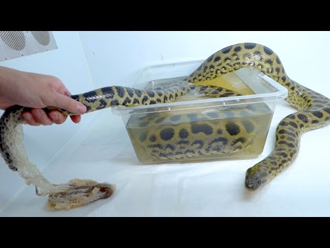 アナコンダの一本脱ぎの脱皮殻 深谷爬虫類館 on X: 