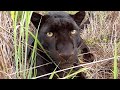 Black Leopards Scents and Sense Abilities - Smell | The Lion Whisperer