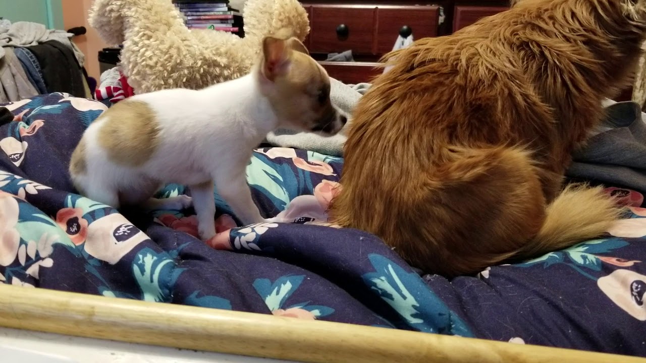 sharingbox Chihuahua Puppy tries to get dog in trouble