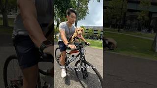 Mini Dachshund in Singapore: trying his new Buddyrider dog seat