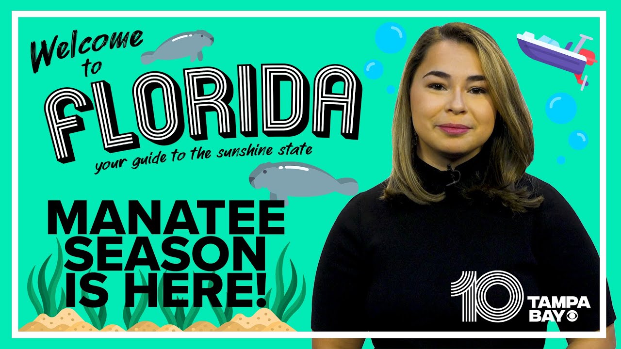 Where to see manatees in Florida and the laws you need to know about