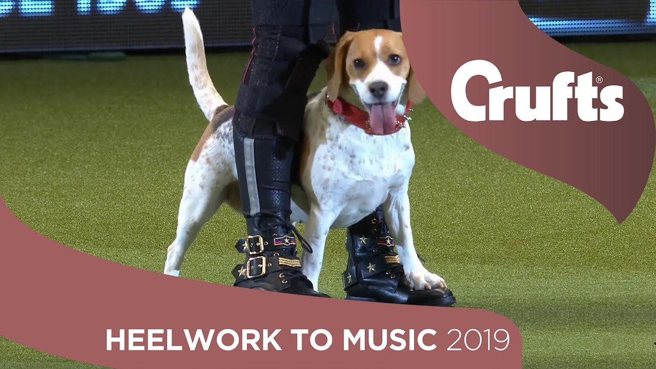 crufts dancing dogs 2019