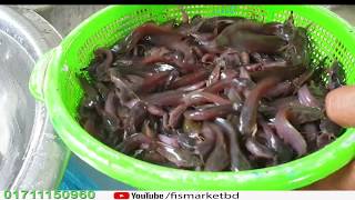 মাগুর মাছের পোনা ১ কেজি ২০০০ টাকা |  Catfish seeds farm | 01711150960