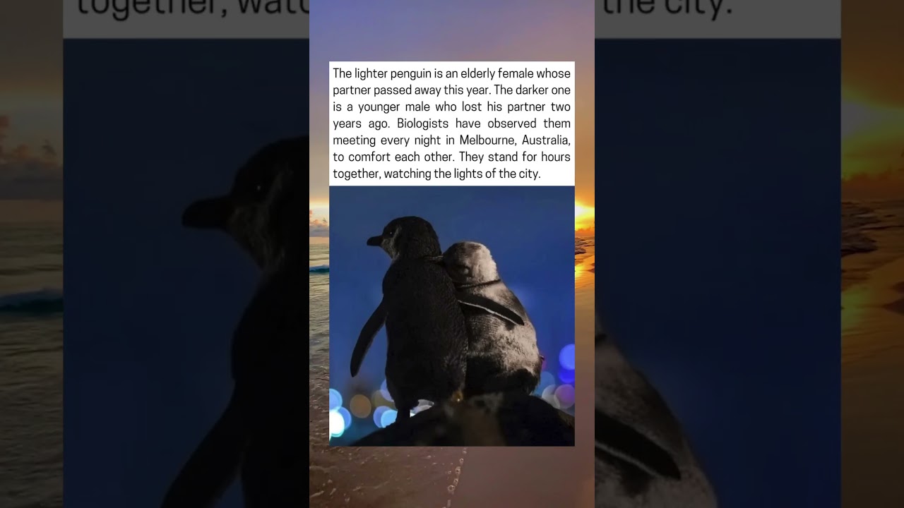 Two Lonely Penguins Find Comfort