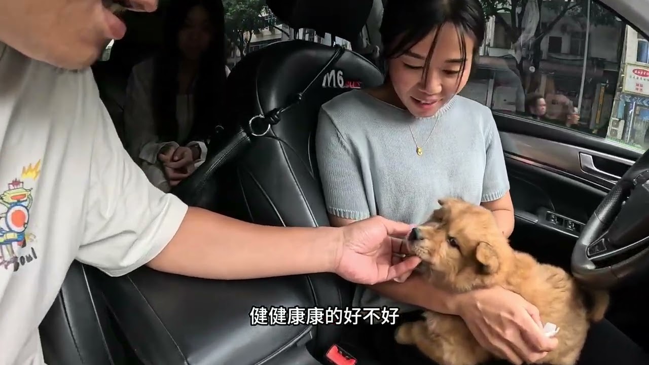 带着4只流浪狗宝宝去县城打疫苗，4个小家伙不吵不闹太乖了 #萌宠成长记 #家有爱宠