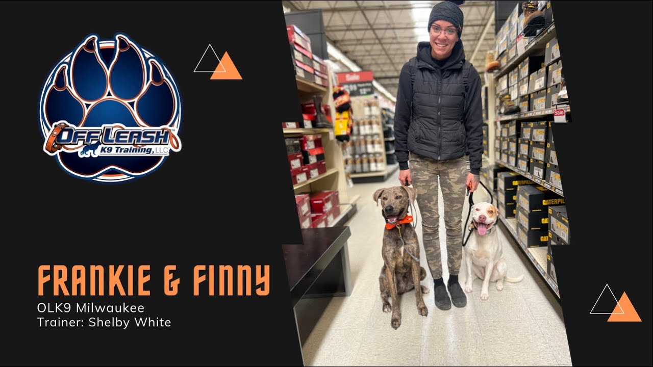 4 Y/O Setter Mix "Frankie" & 2 Y/O Blue Lacy "Finny" | Double Dog Obedience | Insane Transformation!