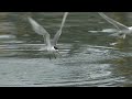 鳳頭燕鷗 Crested tern