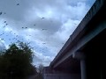 barn swallows (?) nesting under bridge over San Antonio river on highway 183 south of Goliad Texas