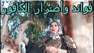 تحدي تسلق شجرة الكافور للتحدث عن فوائده!؟ Camphor Benefit &Precaution